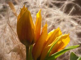 une proche en haut de une fleur avec certains herbe photo