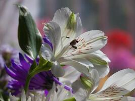 une proche en haut de une fleur avec une abeille sur il photo