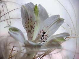 une blanc fleur avec rouge et blanc taches, photo