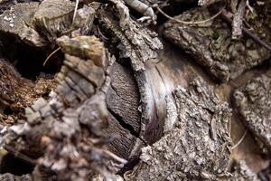 proche en haut de une aboyer, proche en haut de une tronc, écorce de une arbre photo