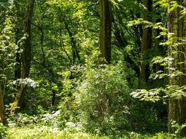 été paysage, la nature dans été photo