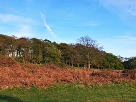 vert paysage dans le la nature photo