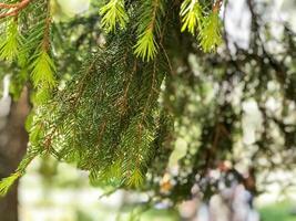 été paysage, la nature dans été photo