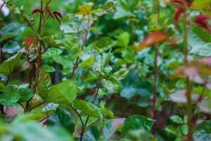 vert nature, printemps paysage photo