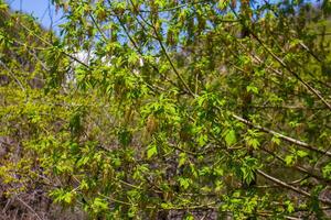 vert la nature dans printemps, printemps paysage photo