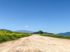 été paysage, la nature dans été photo