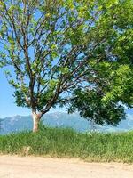 été paysage, la nature dans été photo