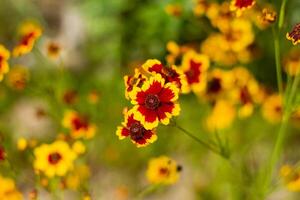 été scène, la nature dans le été journée photo