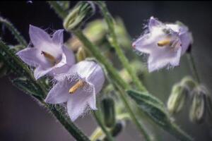 une proche en haut de certains fleurs avec une floue Contexte photo