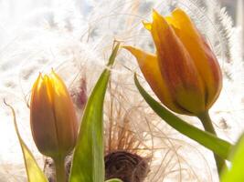 deux Jaune tulipes sont dans une vase avec certains herbe photo