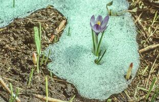 une Célibataire violet fleur est croissance en dehors de une neige couvert sol photo