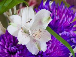 une proche en haut de une fleur avec violet et blanc pétales photo
