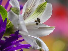 une proche en haut de une fleur avec une abeille sur il photo