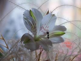 une blanc fleur avec vert et rouge taches photo