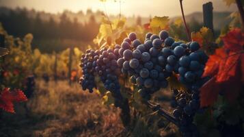 ai généré beauté de le coucher du soleil parmi le vignes. établi avec génératif ai photo