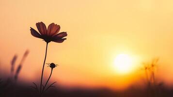 ai généré magnifique fleur dans le Prairie à le coucher du soleil. photo