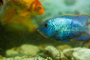 aquarium avec poisson, coloré tropical des poissons dans aquarium, exotique des poissons dans aquarium photo