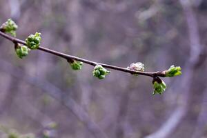 fleurs au printemps photo