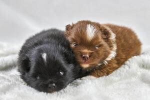 deux petits chiots chihuahua allongés sur un tissu blanc doux, de mignons chiens bruns et noirs endormis se reproduisent photo