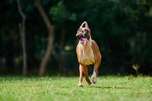 boxeur chien fonctionnement avec marrant expression visage lorsque sauter sur vert herbe été pelouse Extérieur parc photo