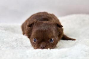 peu chihuahua chiot mensonge sur doux blanc tissu, mignonne marron chien race avec gros yeux sur blanc photo