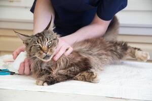 Jeune Masculin vétérinaire met gouttes contre oreille acariens dans le oreilles de une Maine nègre chat photo