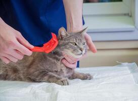 vétérinaire peignes une rue chaton à le bénévole aide gare, gratuit chat Aidez-moi photo