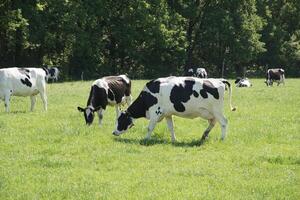 noir et blanc vaches pâturer dans une Prairie sur une ensoleillé été jour, manger vert herbe photo