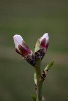 le bourgeons de le arbre sont Aller à Floraison dans printemps photo