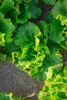 salade grandit dans le jardin, en plein air pour une en bonne santé régime photo