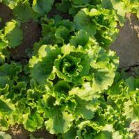 salade grandit dans le jardin, en plein air pour une en bonne santé régime photo