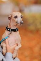 chien race whippet sur une laisse dans le mains de une fille photo