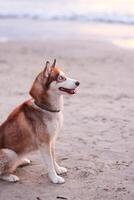 sibérien rauque chien sur le plage. sélectif se concentrer. photo