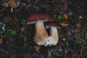 champignon bolet Edulis dans le l'automne forêt photo