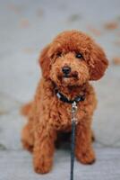 mignonne marron caniche chiot séance sur une laisse dans le parc photo