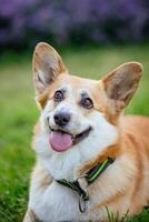 gallois corgi pembroke chien dans le parc photo