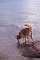 sibérien rauque chien sur le plage. sélectif se concentrer. photo