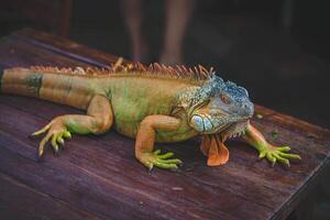 vert iguane sur en bois Contexte. vert iguane sur en bois sol. photo