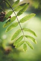 sorbier des oiseleurs arbre branche avec vert feuilles et baies sur flou Contexte. photo