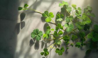 ai généré vert feuilles de trèfle avec ombre sur le blanc mur. Haut voir. photo