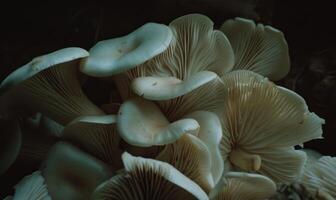 ai généré huître champignons sur une foncé Contexte. sélectif se concentrer. photo