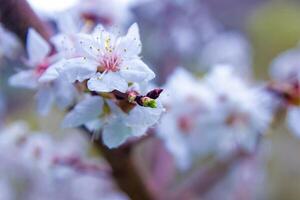 fleurs au printemps photo