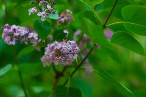 vert nature, printemps paysage photo