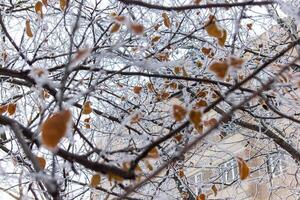 brumeux paysage avec neige, neige couvert des arbres, du froid hiver paysage photo