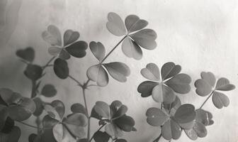 ai généré trèfle feuilles sur une blanc Contexte. monochrome photo. photo