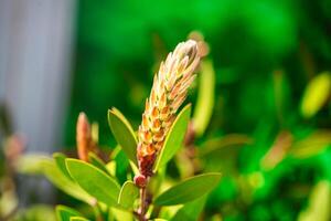 fermer de vert feuillu plante photo