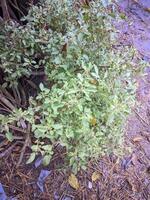 une plante avec feuilles et vert tiges dans le jardin photo