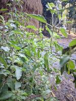 une plante avec feuilles et vert tiges dans le jardin photo