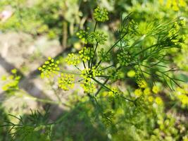 une proche en haut de une plante avec vert feuilles photo