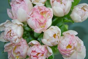 tulipes bouquet dans rose blanc photo